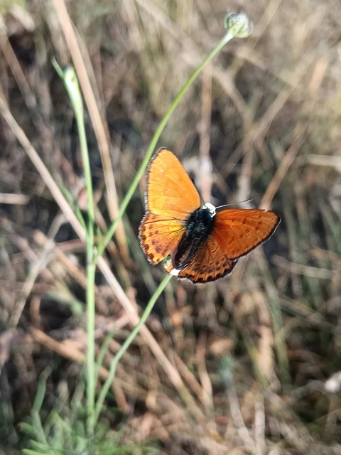 Lycaena thersamon - kis tűzlepke