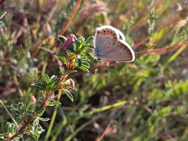 Plebejus argus - ezüstös boglárka