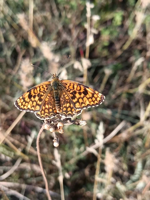 Melitaea phoebe - nagy tarkalepke