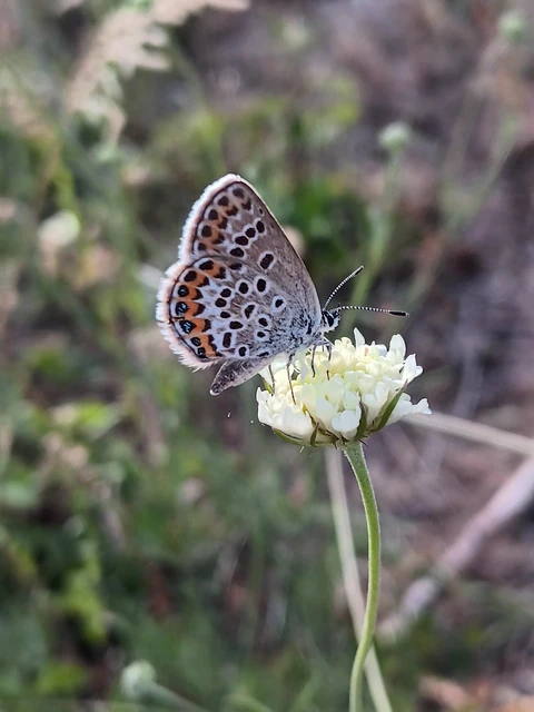 Plebejus argus - ezüstös boglárka