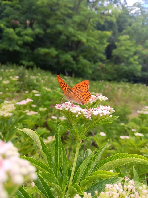 Argynnis paphia - nagy gyöngyházlepke