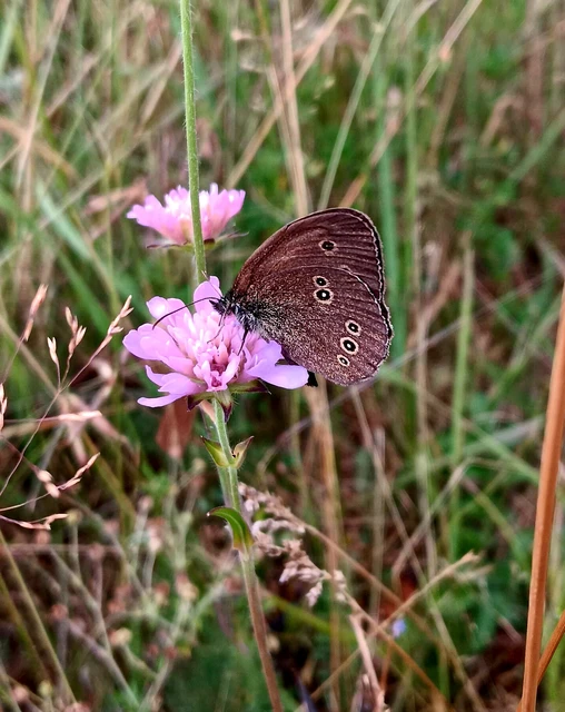 Aphantopus hyperanthus - közönséges ökörszemlepke