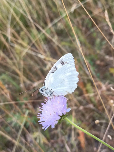 Melanargia galathea - sakktáblalepke