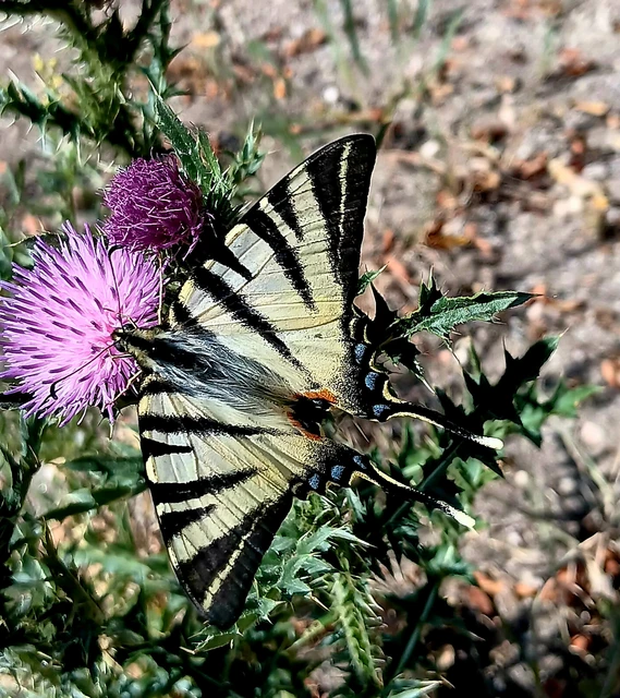 Iphiclides podalirius - kardoslepke
