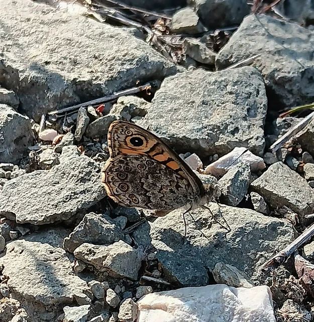 Lasiommata megera - vörös szemeslepke