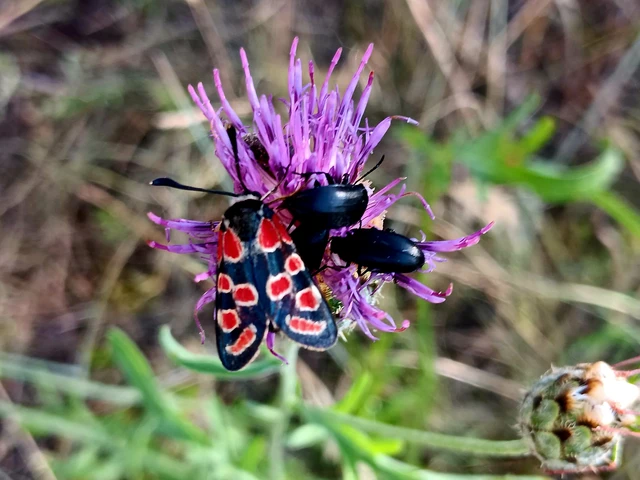 Zygaena carniolica - fehérgyűrűs csüngőlepke