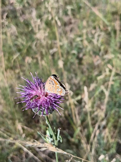 Aricia agestis - szerecsenboglárka