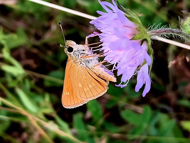 Ochlodes sylvanus - erdei busalepke