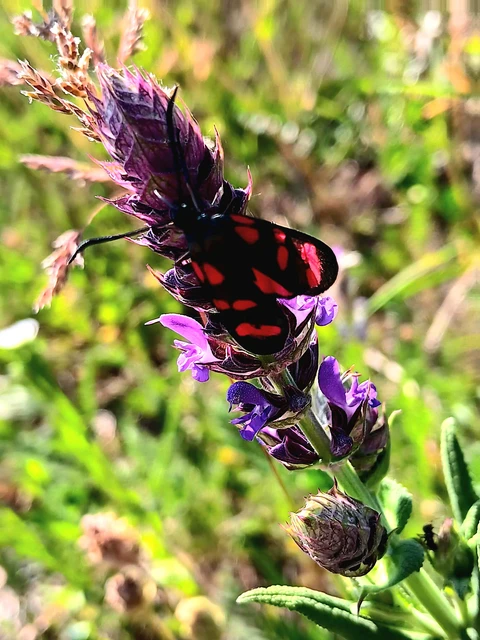 Zygaena filipendulae - acélszínű csüngőlepke
