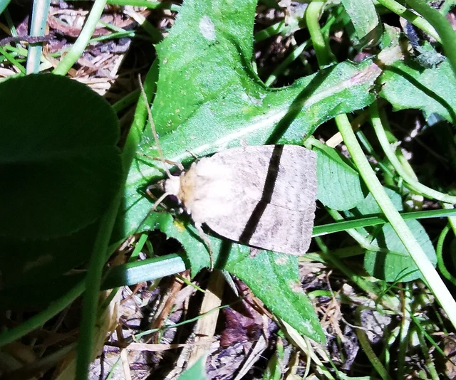 Hoplodrina octogenaria - barna selymesbagoly