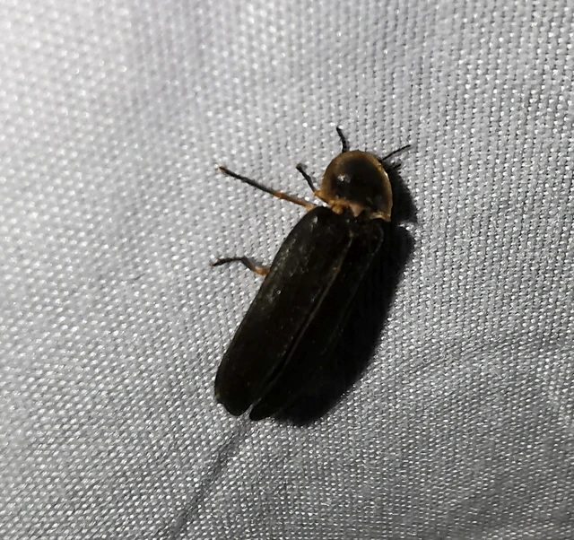 Lampyris noctiluca - nagy szentjánosbogár
