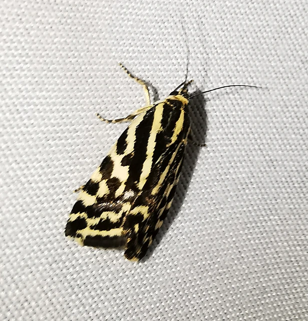 Emmelia trabealis - zebrabagoly