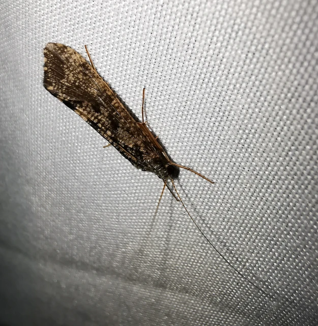 Trichoptera - Tegzesek