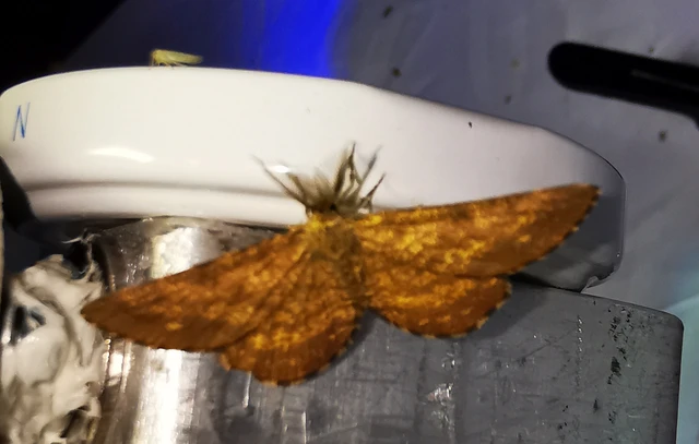 Ematurga atomaria - barna rétiaraszoló