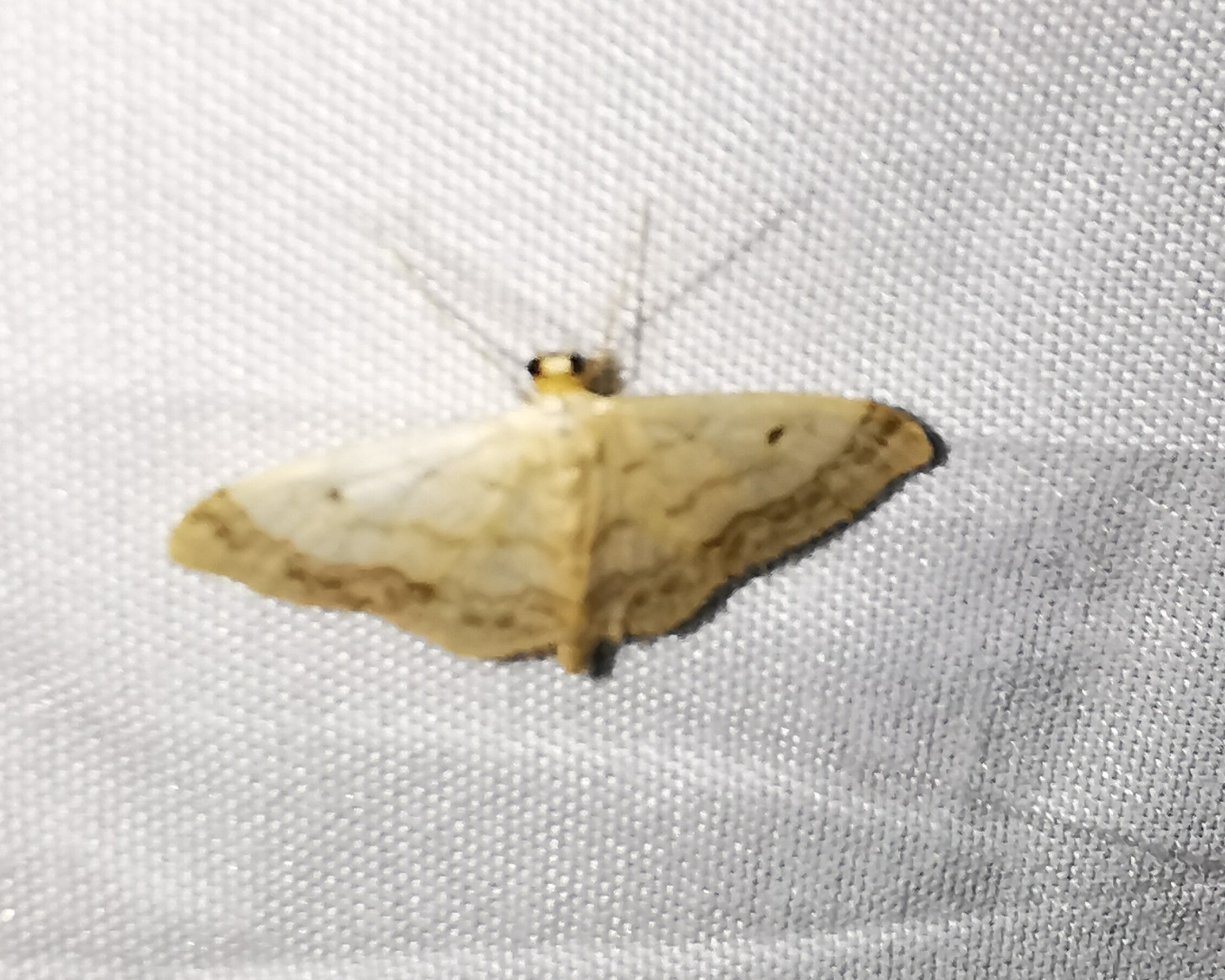 Idaea biselata - mocsári sávosaraszoló
