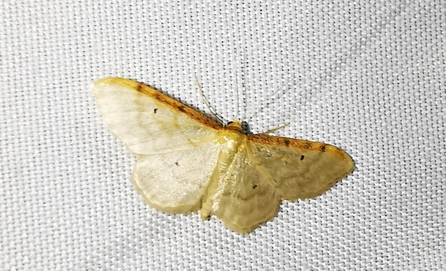 Idaea humiliata - vörösszélű apróaraszoló