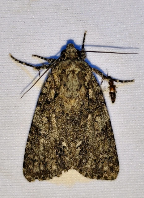 Acronicta rumicis - sóska-szigonyosbagoly Acronicta rumicis - sóska-szigonyosbagoly