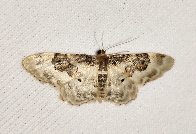 Idaea rusticata - tarka apróaraszoló