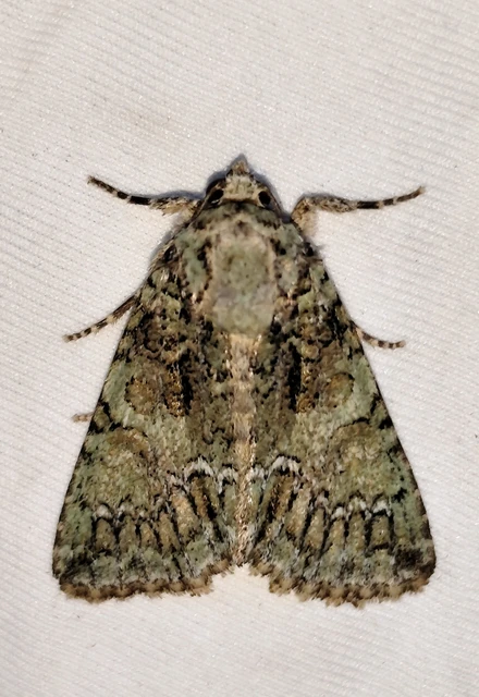 Polyphaenis sericata - selyemfényű erdeibagoly