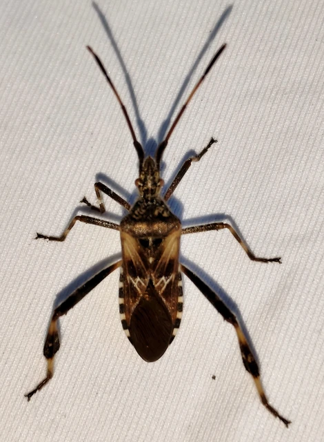 Leptoglossus occidentalis - nyugati levéllábú poloska Leptoglossus occidentalis - nyugati levéllábú poloska
