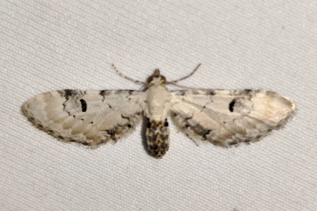 Eupithecia centaureata - búzavirág-törpearaszoló