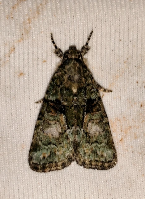 Cryphia algae - sárgászöld zuzmóbagoly