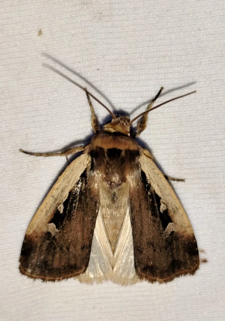 Ochropleura plecta - fehérszegélyű fűbagoly