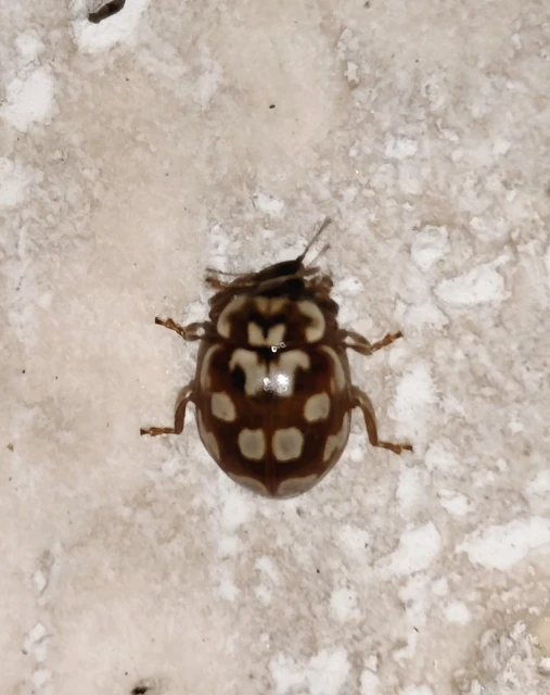 Myrrha octodecimguttata - tizennyolccseppes füsskata