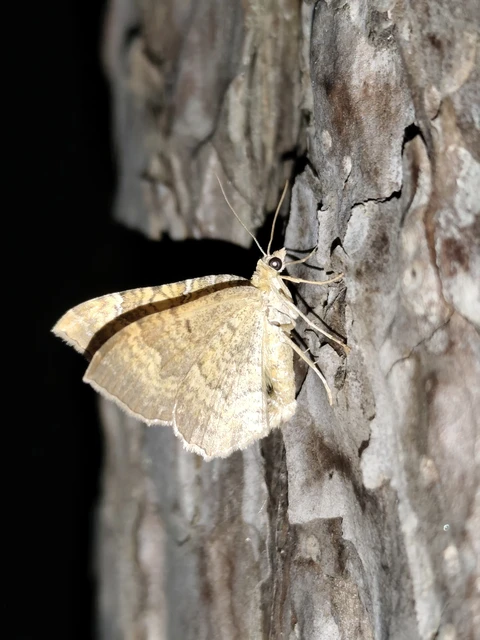 Camptogramma bilineata - kétvonalas sávosaraszoló