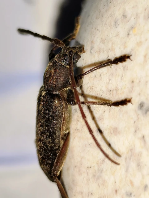 Trichoferus campestris - szállóvendég éjicincér