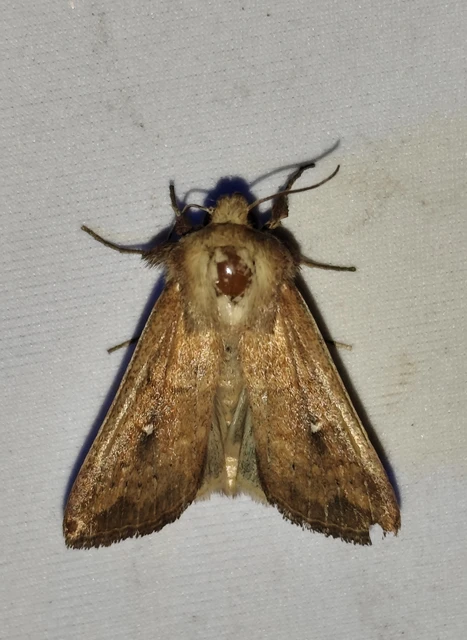 Mythimna albipuncta - fehérpettyes rétibagoly