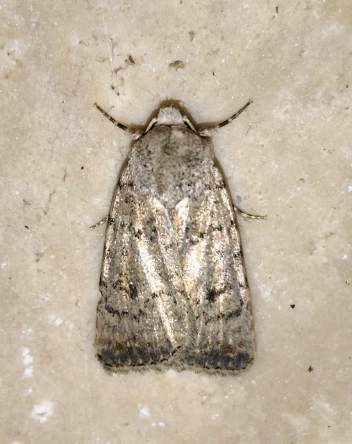 Paradrina clavipalpis - közönséges selymesbagoly