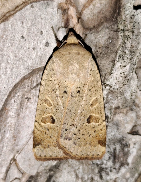 Noctua comes - kis sárgafűbagoly