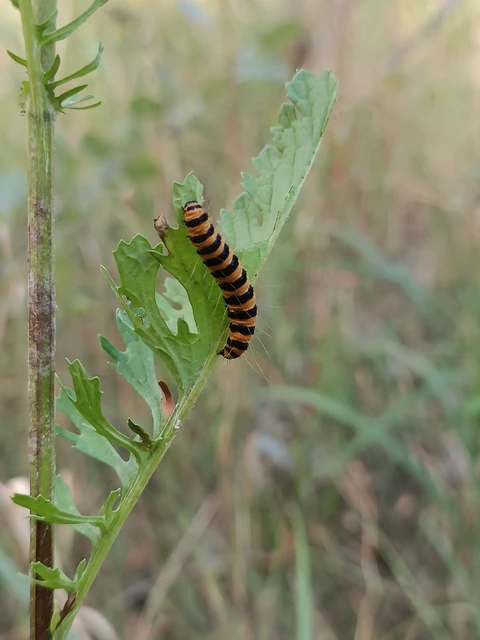 Tyria jacobaeae - jakabfű-medvelepke