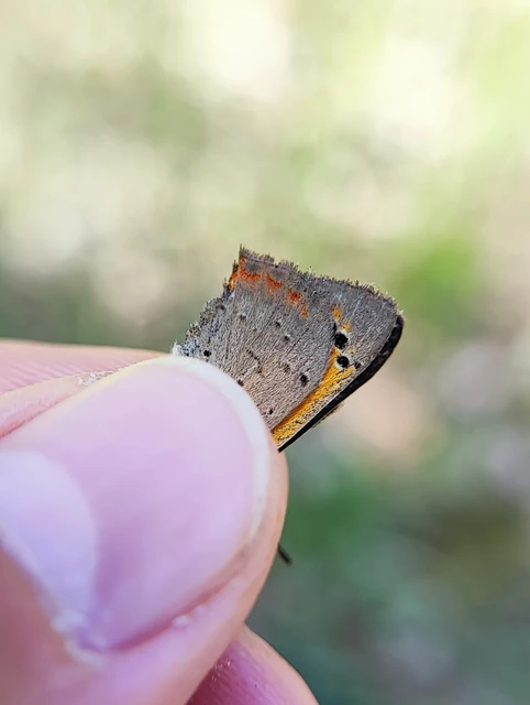 Lycaena phlaeas - közönséges tűzlepke Lycaena phlaeas - közönséges tűzlepke