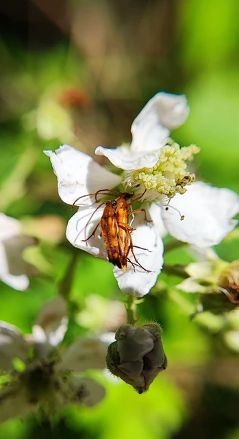 Stenurella septempunctata - hétpettyes karcsúcincér