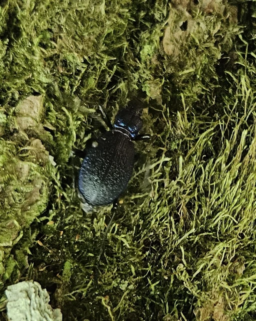 Carabus intricatus - kék laposfutrinka Carabus intricatus - kék laposfutrinka