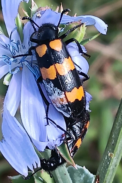Mylabris variabilis - szalagos hólyaghúzó