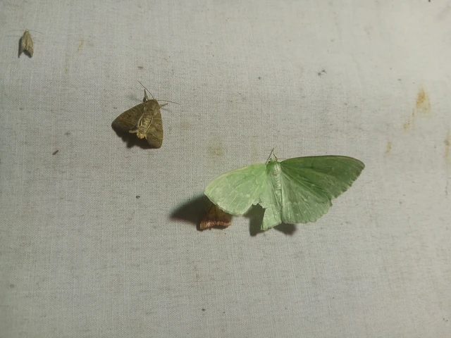 Geometra papilionaria - nagy zöldaraszoló