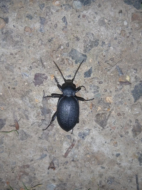 Carabus coriaceus - bőrfutrinka Carabus coriaceus - bőrfutrinka