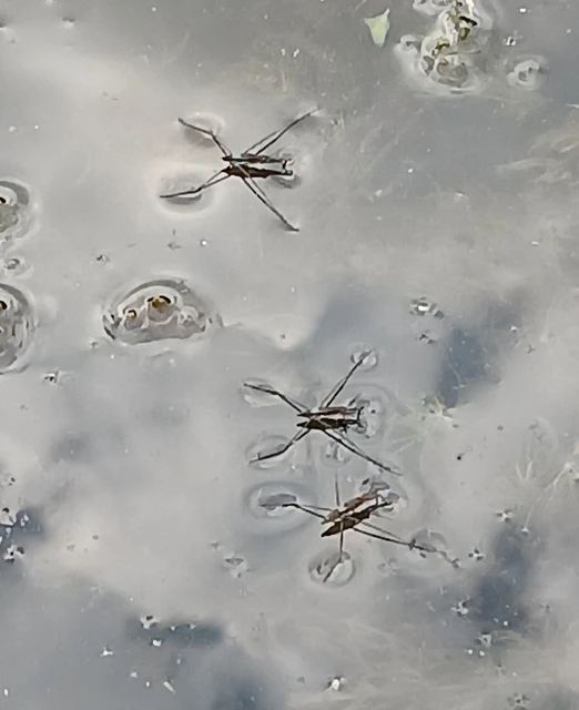Gerridae - molnárpoloskák
