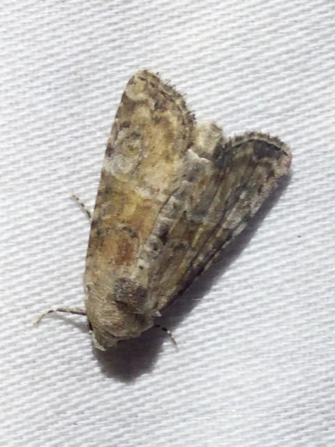 Mesoligia furuncula - kétszínű dudvabagoly