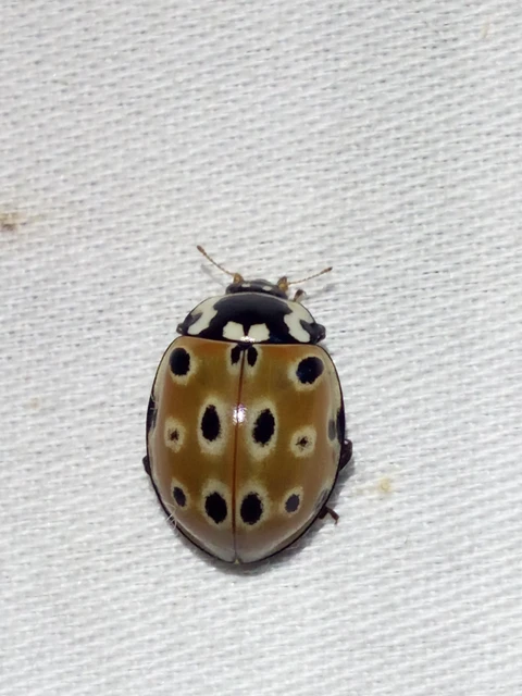 Anatis ocellata - szemfoltos katica