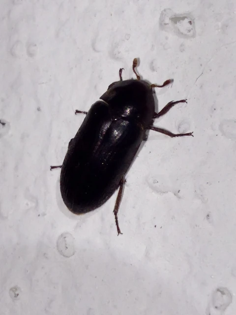 Dermestes Dermestes