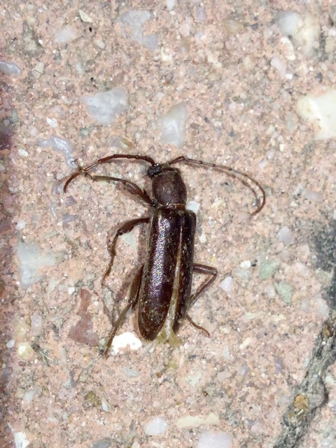 Trichoferus campestris - szállóvendég éjicincér