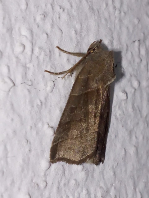 Ipimorpha retusa - sarlós fűzbagoly
