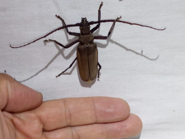 Aegosoma scabricorne - diófacincér
