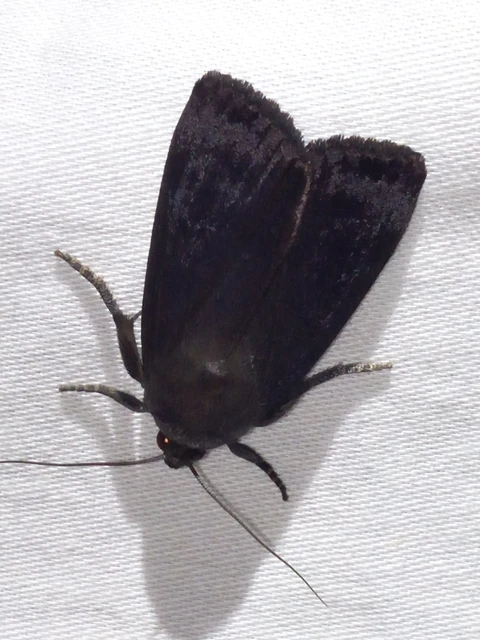 Amphipyra livida - zsírfényű bagoly