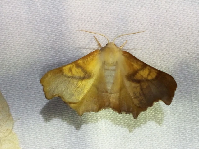 Ennomos fuscantaria - kőris-levélaraszoló