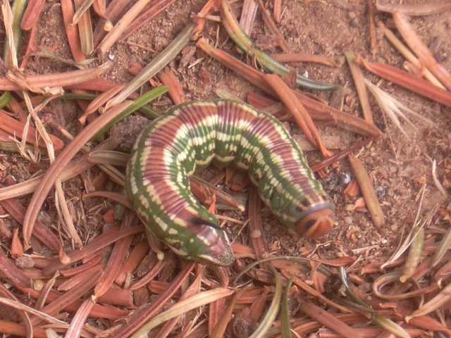 Hyloicus pinastri - fenyőszender
